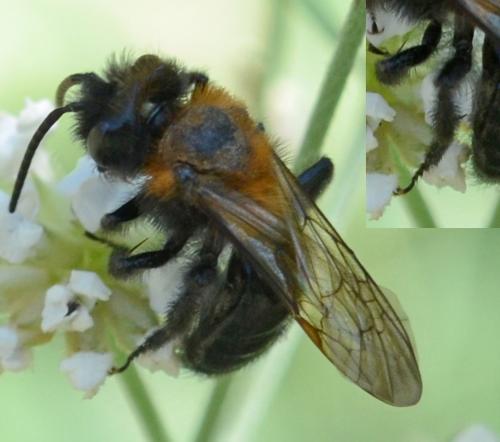 Andrena thoracica